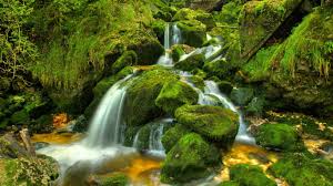 WB-waterfallmoss